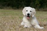 GOLDEN RETRIEVER 928